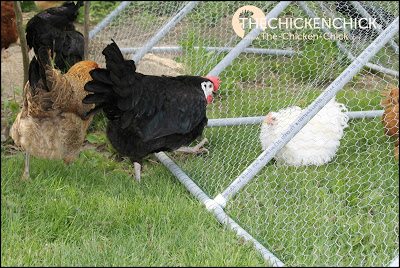 DIY Chicken Playpen Tractor