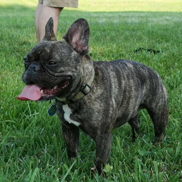 Dog Breed Scanner | Free Instant Breed Identifier