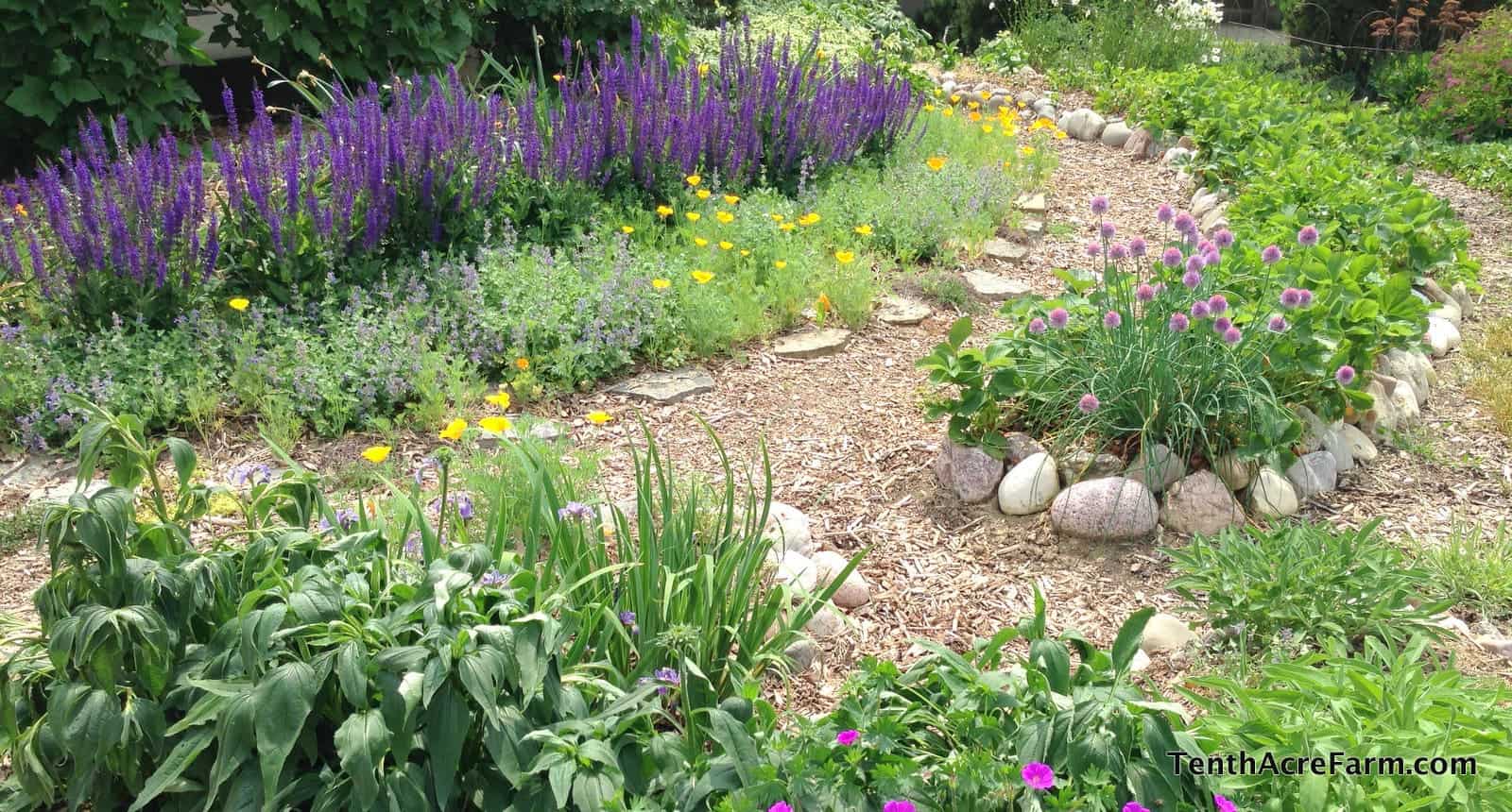 12 Steps to Preventing Garden Pests Naturally