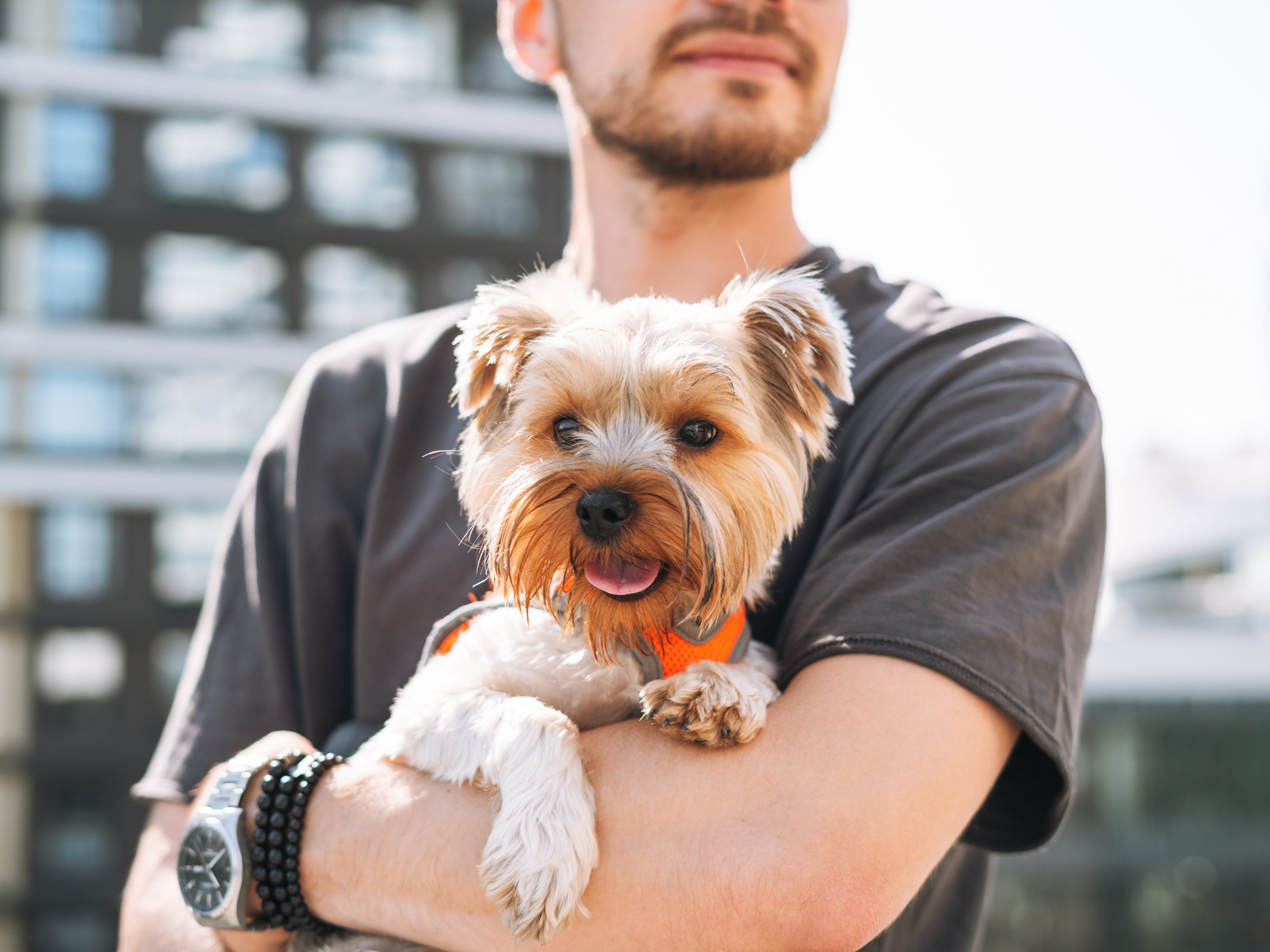 21 Adorable Toy Dog Breeds That Make Sweet and Tiny Companions