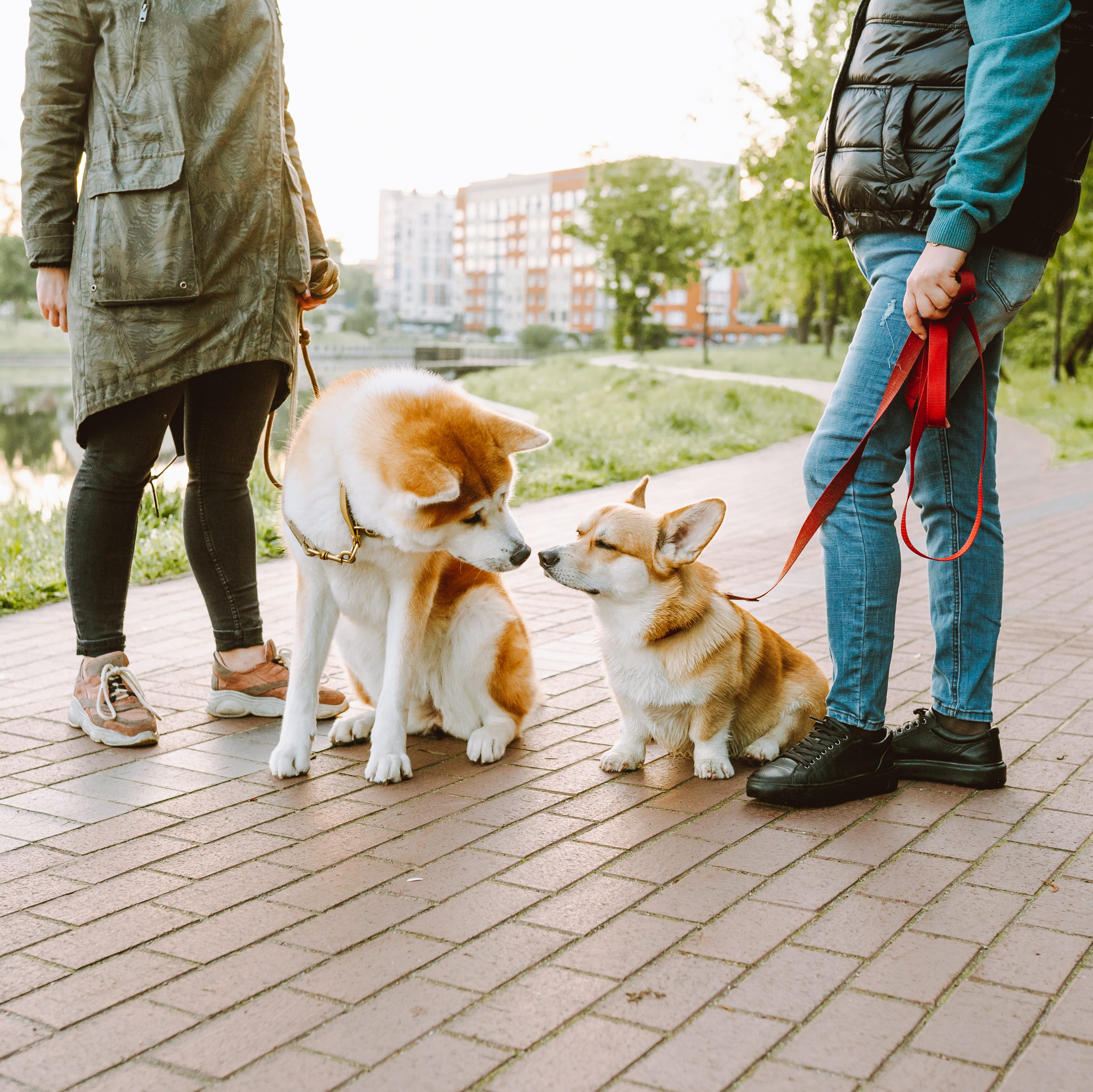 8 Dog-Walking Mistakes Experts Say Too Many Owners Make