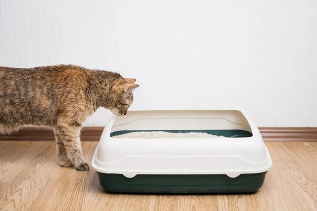 Why Do Cats Use Litter Boxes?