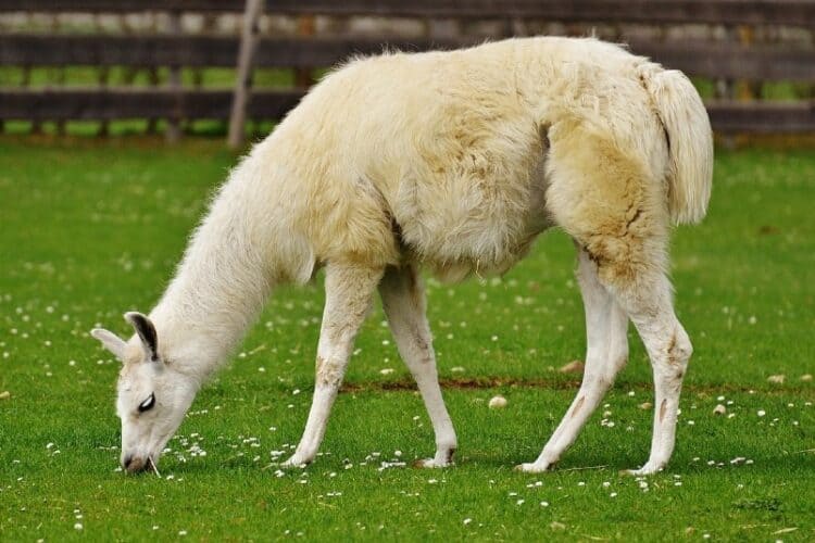 How Big Do Llamas Get? (Height, Size + Weight Chart)