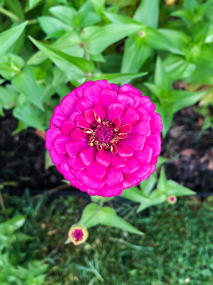 The Best Cut Flowers to Grow In Your Cutting Garden