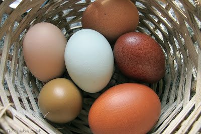 8 Tips for CLEAN EGGS from Backyard Chickens