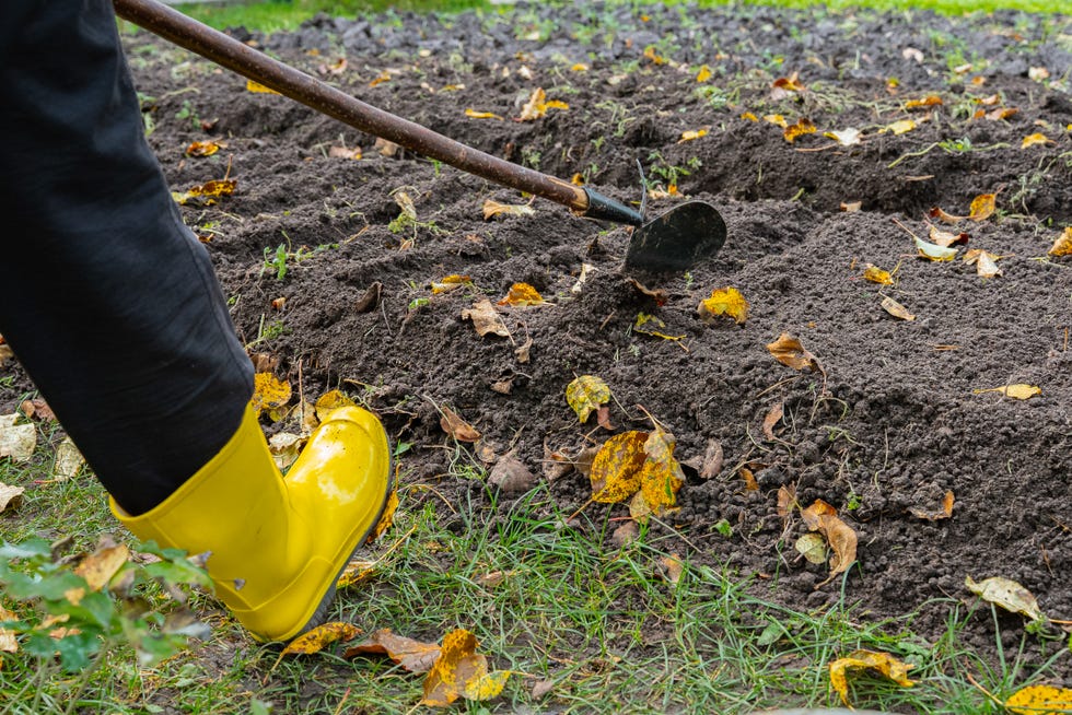 3 Things to Do Before Planting Your Fall Garden—and 1 Thing to Skip