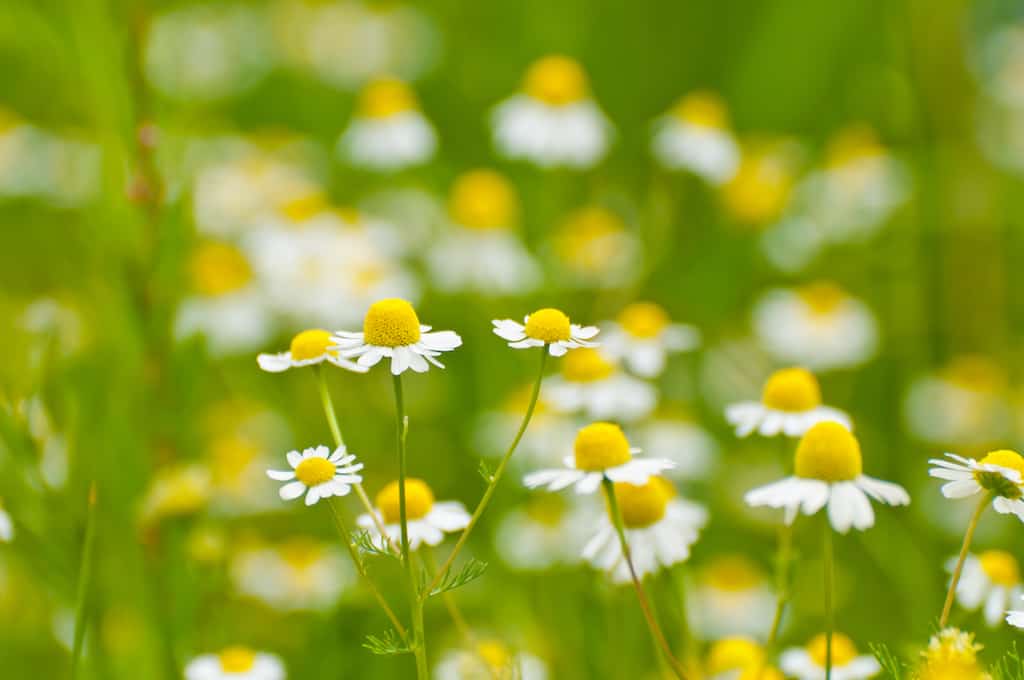 6 Flowers to Grow in the Vegetable Garden