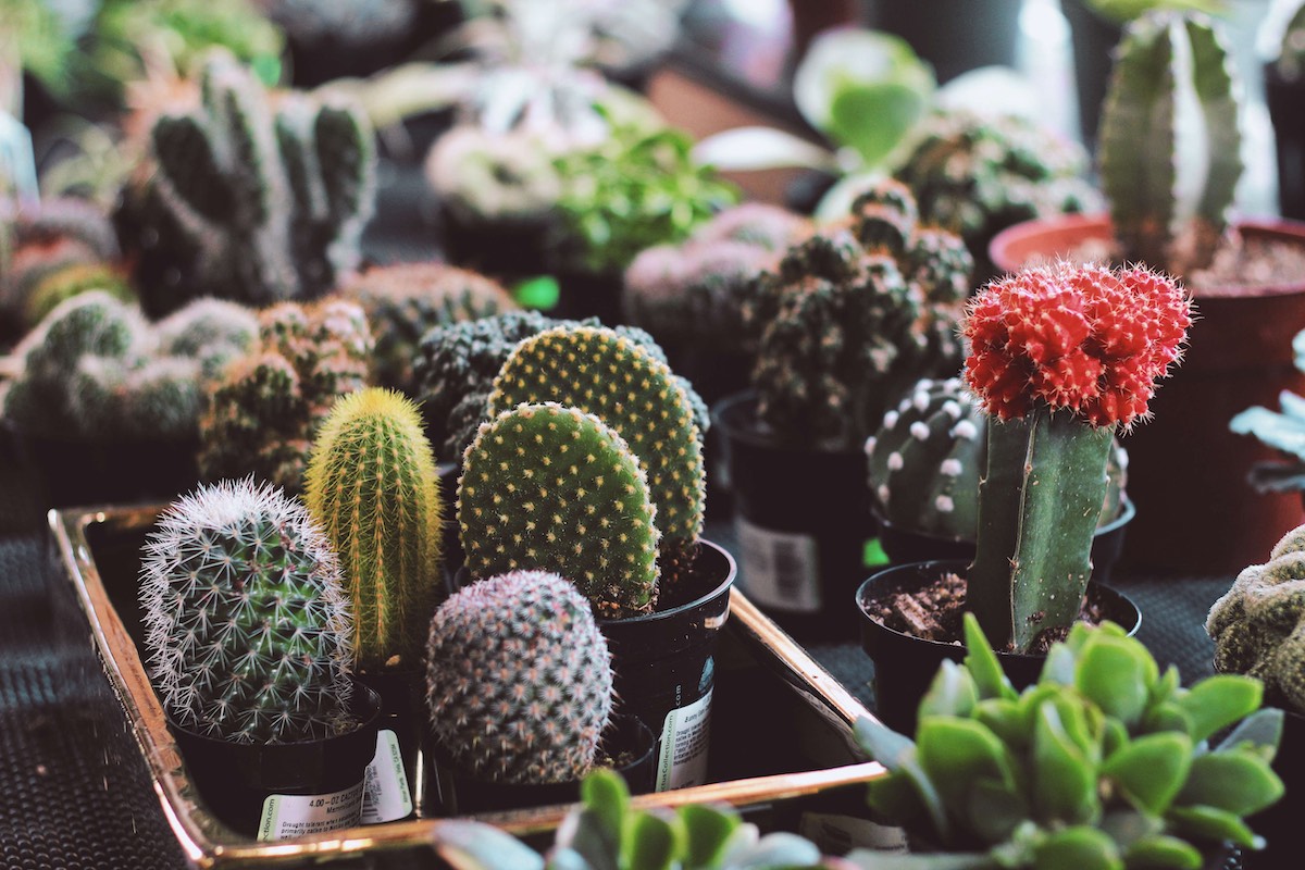 How To Plant A Succulent Garden