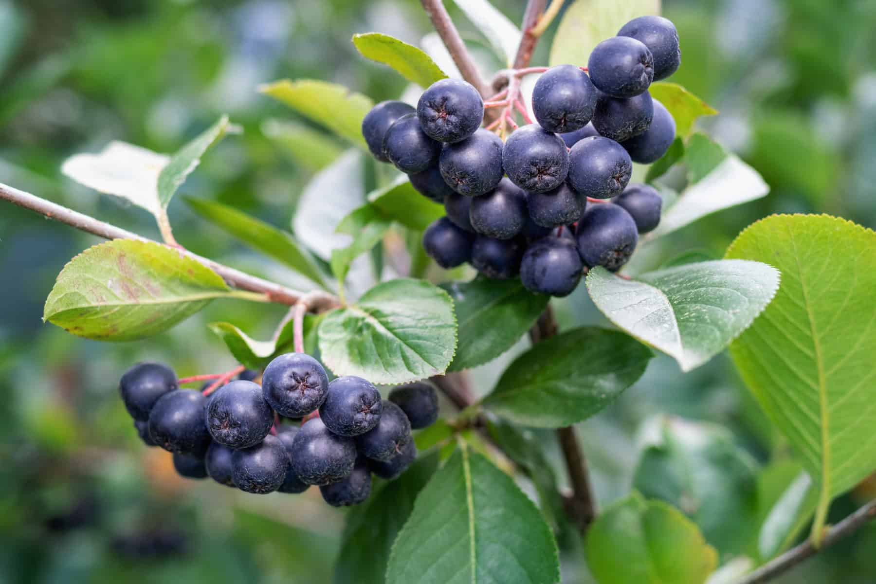 All About Aronia: Grow Your Own Superfood Berries