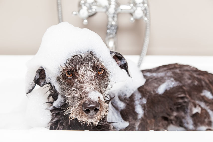 Dog Shampoos - Choosing the Right Shampoo for Your Pet