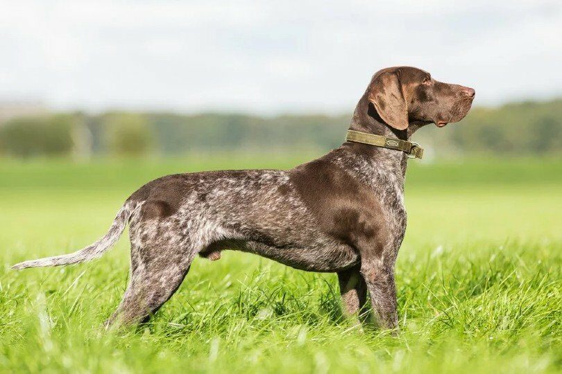 400+ Amazing Names for German Short-haired Pointers