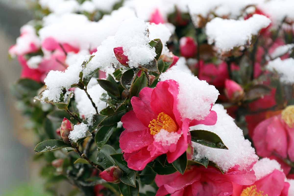 25 of the Best Winter Flowers for Your Garden