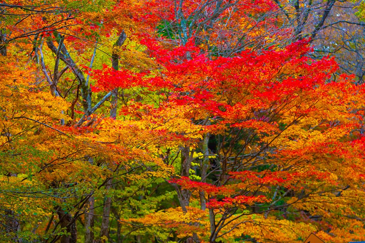 Why Leaves Change Color in the Fall