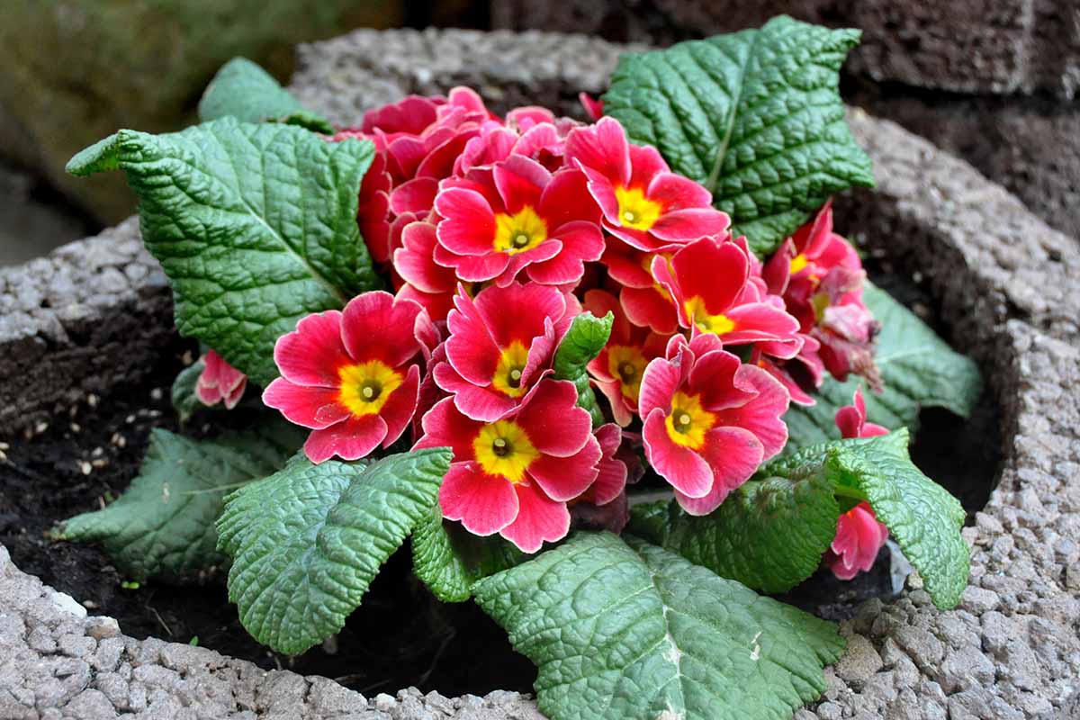 How to Grow Primrose and Polyanthus Flowers