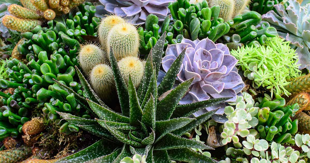 Propagating Succulents in 5 Easy Steps