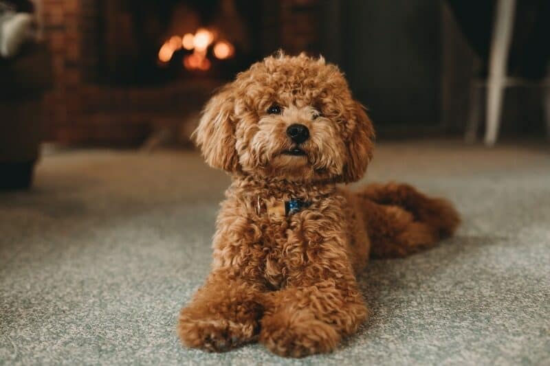 How Much Exercise Does My Poodle Need? How Much Is Enough?