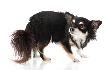 Pet Separation Anxiety: A Behaviorist Offers Solutions