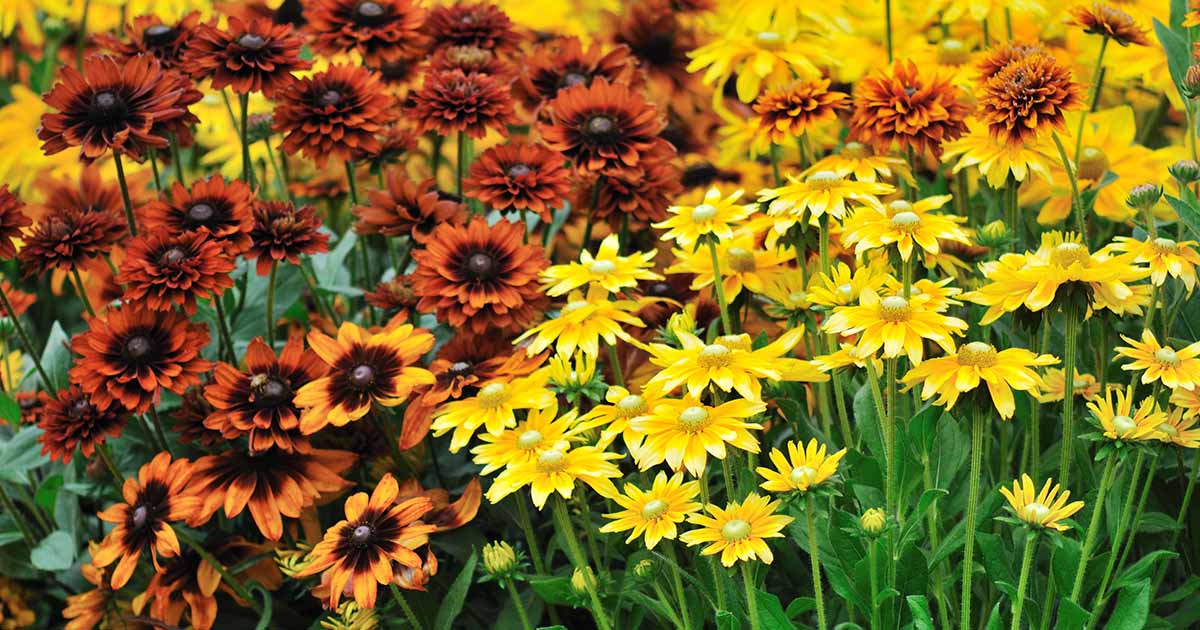15 of the Best Perennials for Fall Color