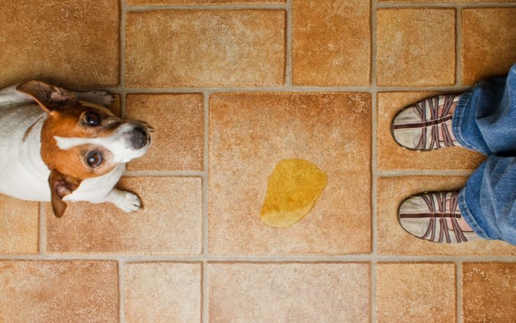 Why Does My Dog Pee in the House in Front of Me? 5 Likely Reasons!