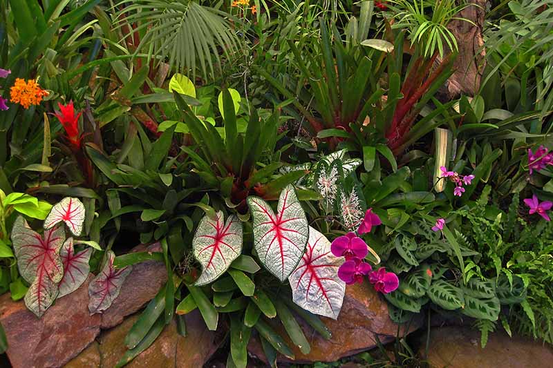 Growing and Caring for Caladiums