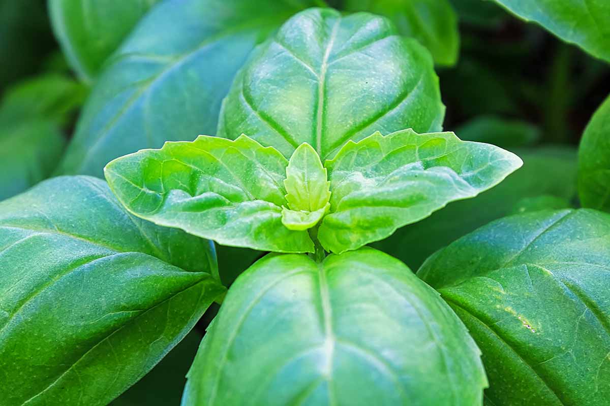 Tips for Growing Basil in Fall and Winter
