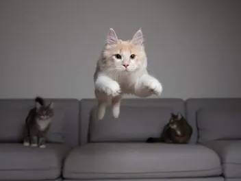 Why Cats Love To Get High