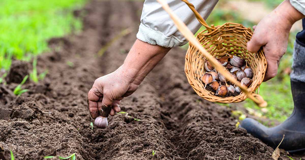How to Plant an Autumn Vegetable Garden