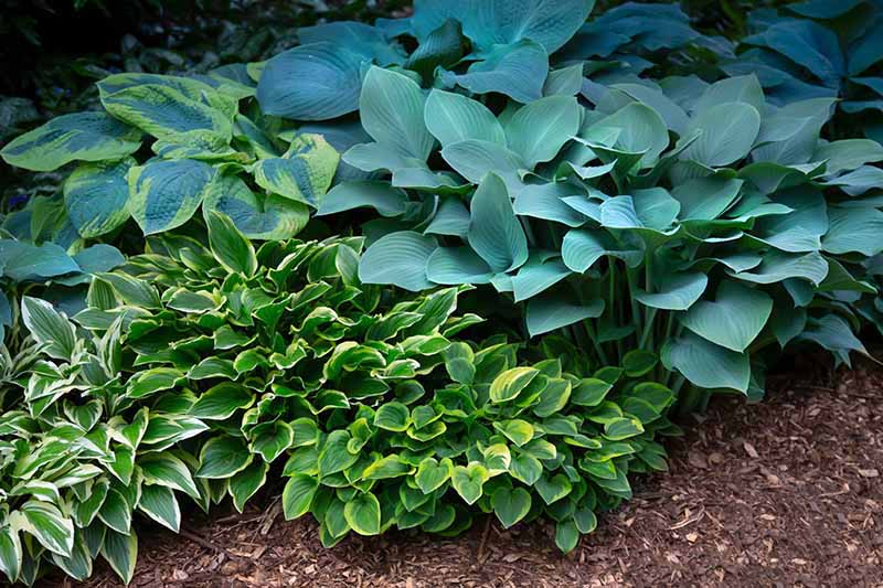 How to Grow and Care for Hostas (Plantain Lilies)
