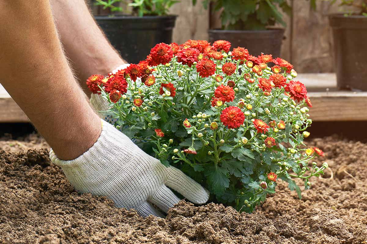 How to Overwinter Hardy Garden Mums