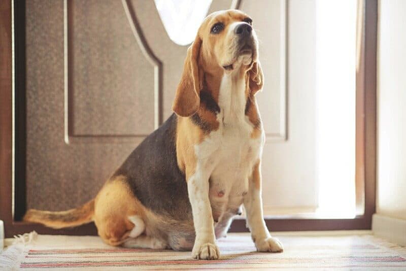 How Long Are Beagles Pregnant? Everything You Should Know!