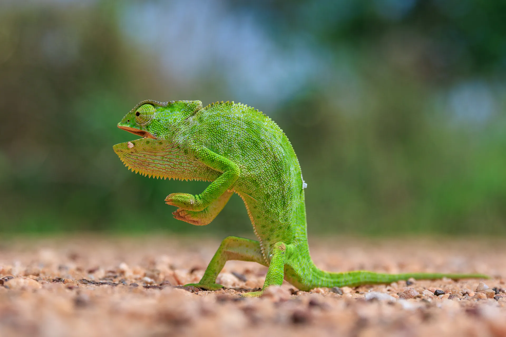 17 of the funniest finalists in the 2026 Nikon Comedy Wildlife Photography Awards