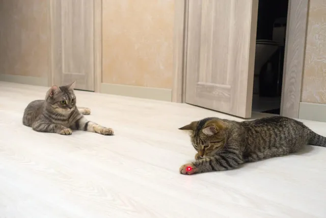 Do Lasers Encourage Play or Trigger Obsessive Behavior? How Different Cats React