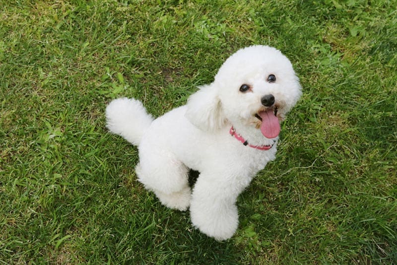 Do Poodles Bark a Lot? How Much, & How to Stop It