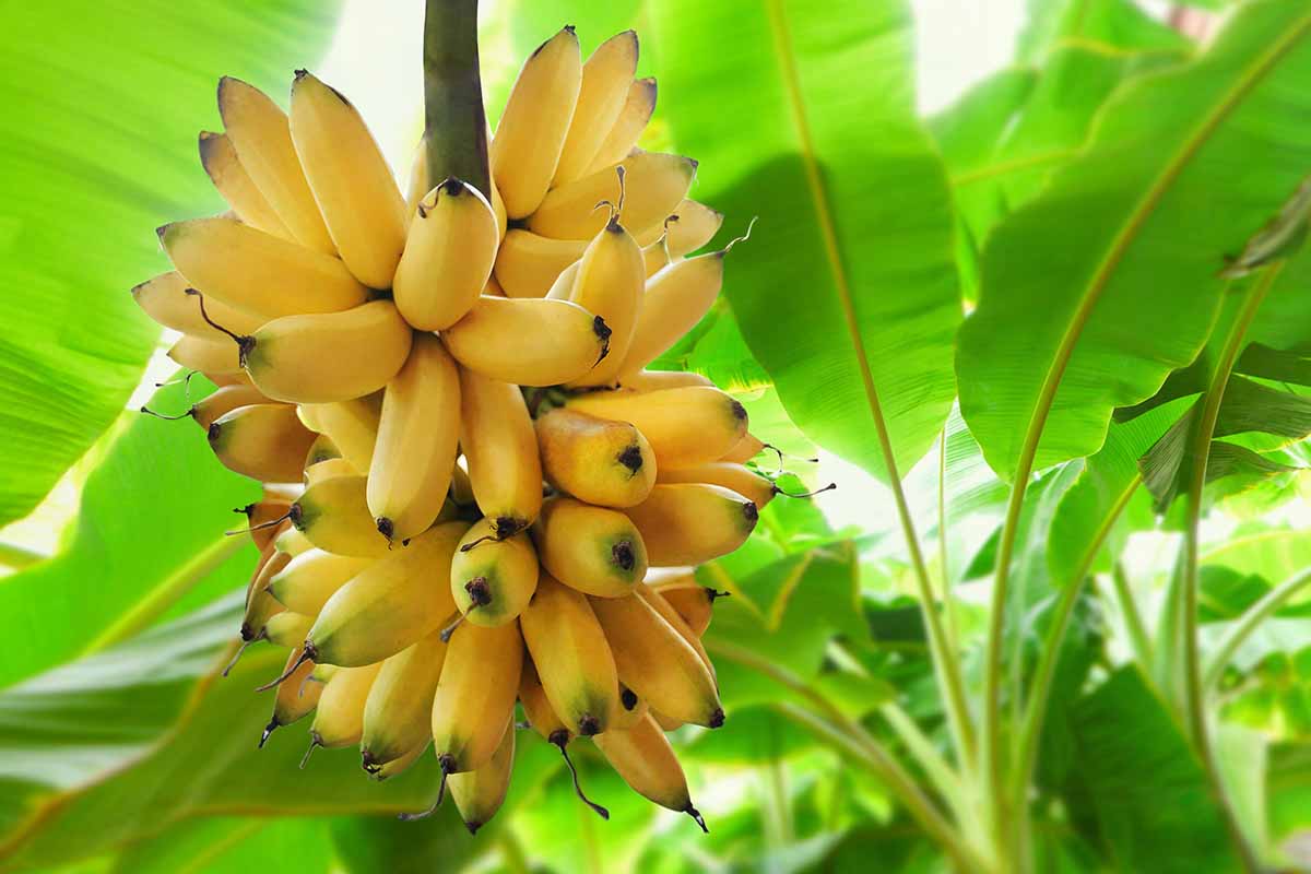 How to Overwinter Banana Plants